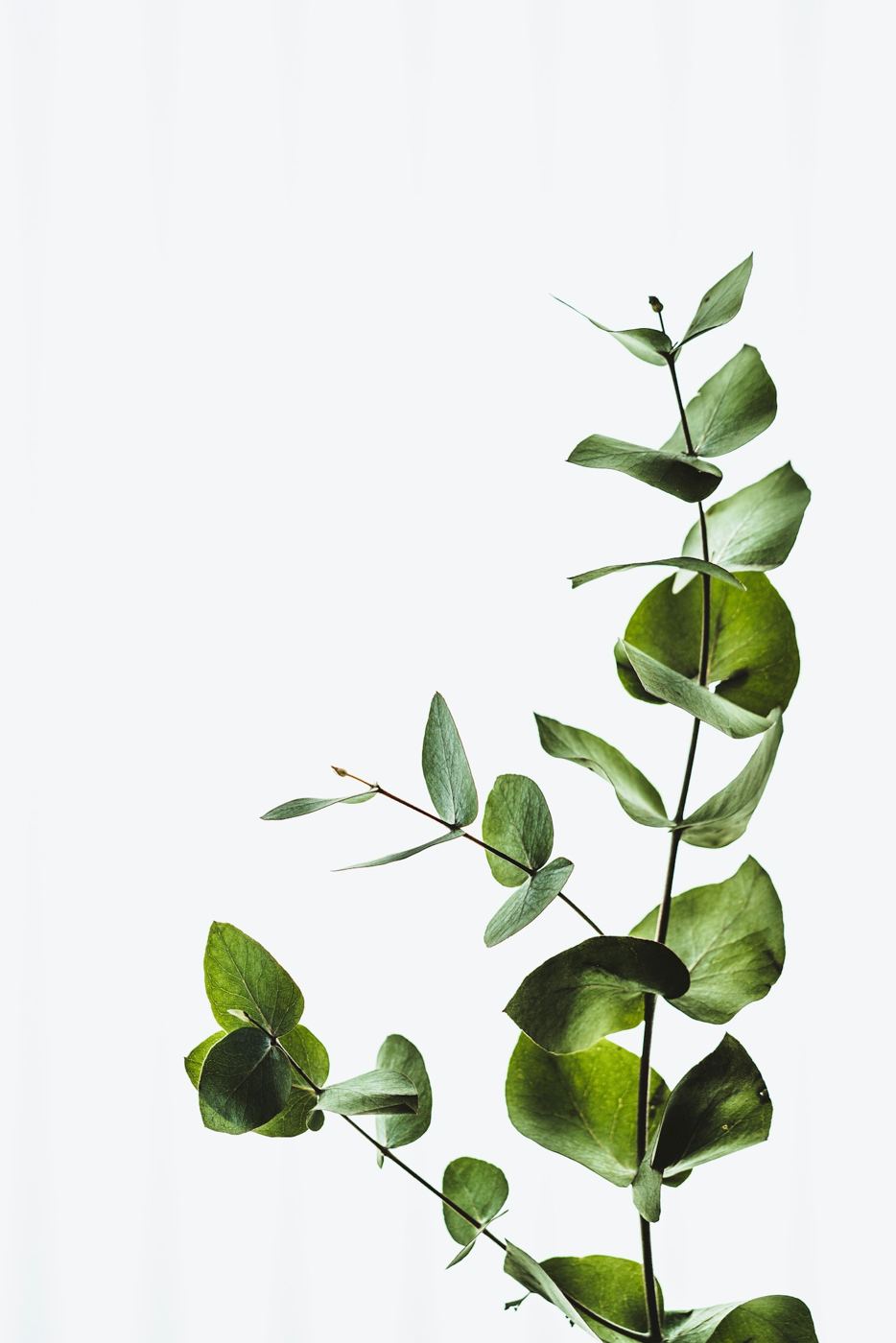A single sprig of eucalyptus against soft white light