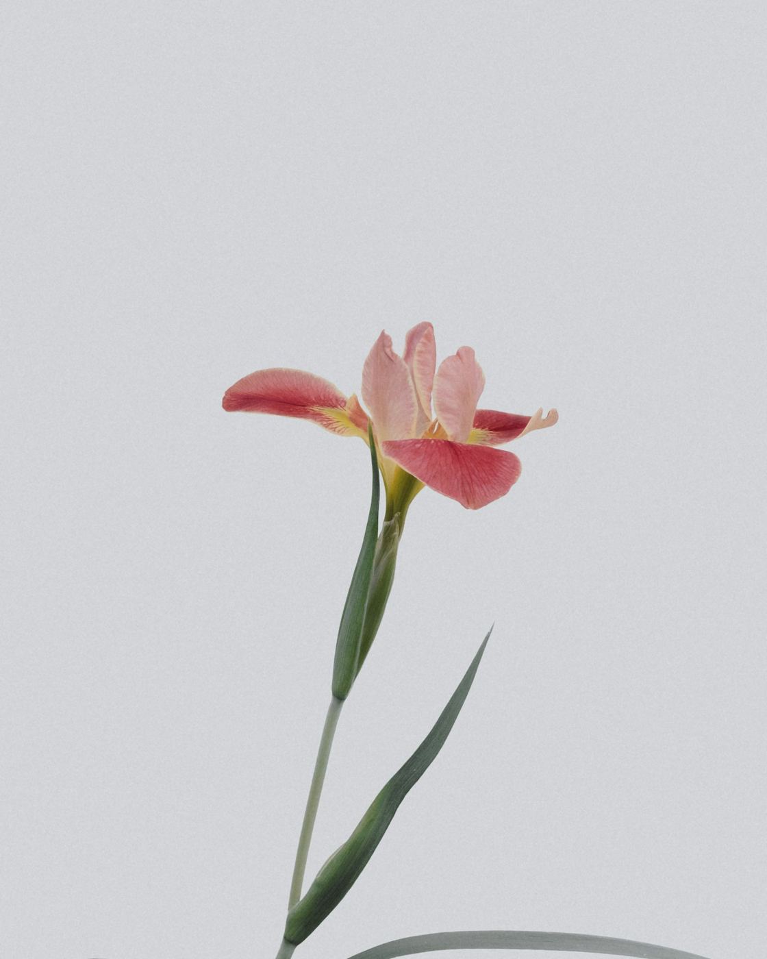 A single rose-pink blossom on a slender stem